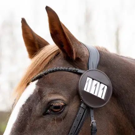 QHP wedstrijdnummer Modeste round