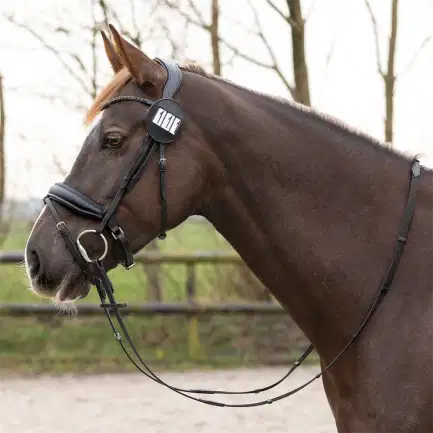 QHP wedstrijdnummer Modeste round