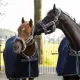 Bucas Show-Line Halster