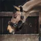 Kentucky halster met lamsvacht