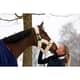 Kentucky halster met lamsvacht