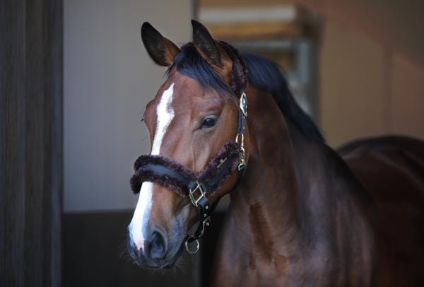 Kentucky Nylonghalster met lamsvel