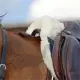 Kentucky fake lamsvelpad