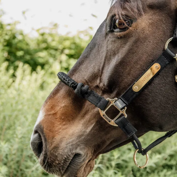 Kentucky Control Halster