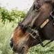 Kentucky Control Halster