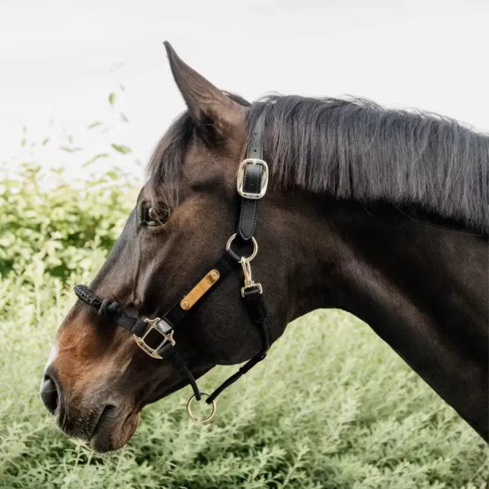 Kentucky Control Halster