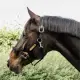 Kentucky Control Halster