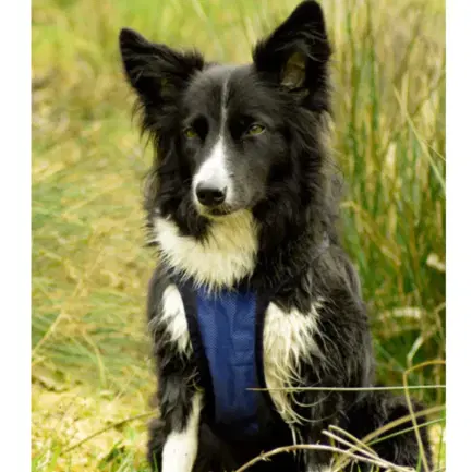 Back on Track Cool On Track Koelvest voor honden