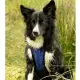 Back on Track Cool On Track Koelvest voor honden