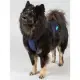 Back on Track Cool On Track Koelvest voor honden