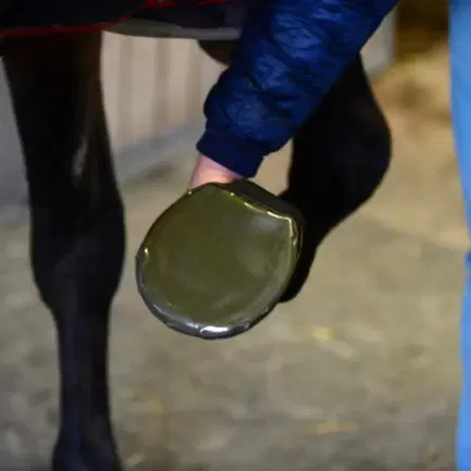 Kentucky Hoeftape
