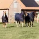 Kentucky Turnout Rug All Weather Quick Dry Fleece