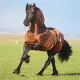 QHP Eczeemdeken Big neck