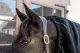 Kentucky heavy fleece losse hals