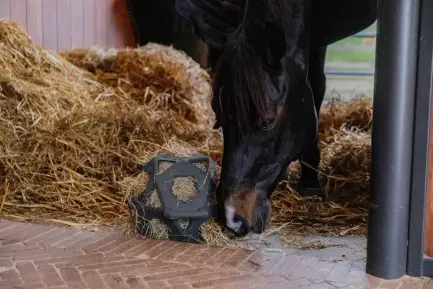Kentucky Relax speel- en hooibal