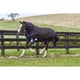 Weatherbeeta overgangsdeken 100 gram Comfitec Ultra Cozi II Detach-a-neck medium/lite