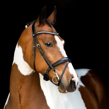 Montar Fair hoofdstel
