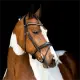 Montar Fair hoofdstel