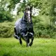 Rambo Optimo Plus Turnout 0 gram