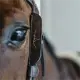 Dyon Blinkers Fancy