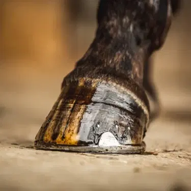 Carr & Day & Martin Tea Tree Hoof Oil