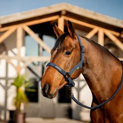 Horseware Amigo halsterset