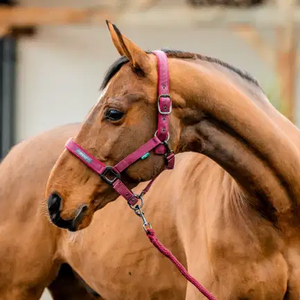 Horseware Amigo halsterset