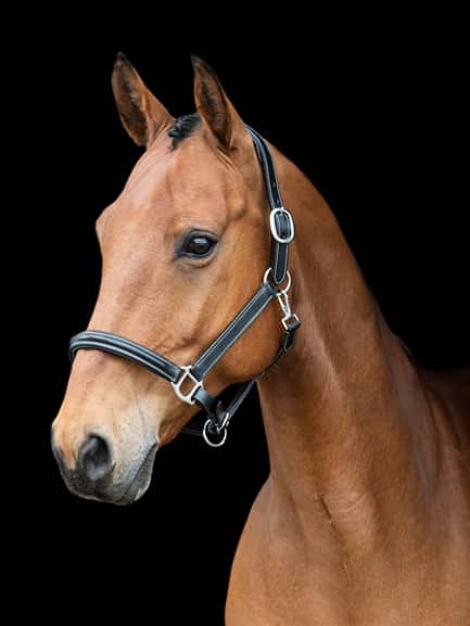 AB leren halster met stiksels