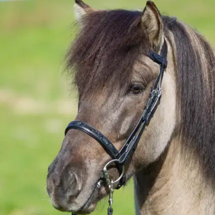 Eques V-hoofdband met Moon Rock
