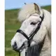 Eques Anatomische Engelse Neusriem