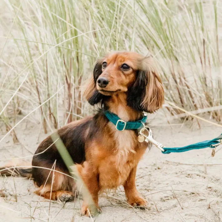 Kentucky hundehalsbånd Velvet