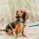 Kentucky hundehalsbånd Velvet