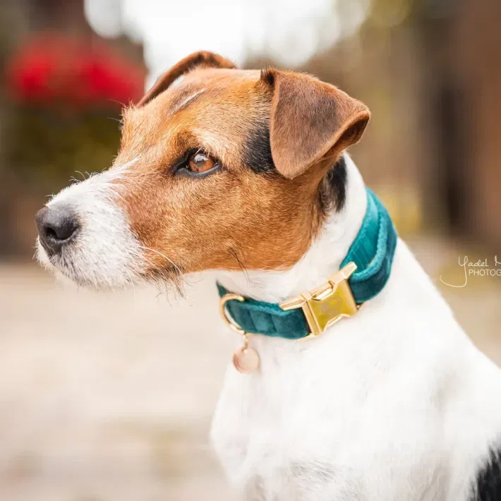 Kentucky hundehalsbånd Velvet