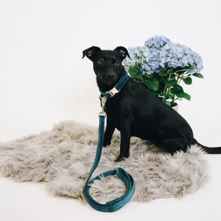 Kentucky hundehalsbånd Velvet