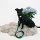 Kentucky hundehalsbånd Velvet