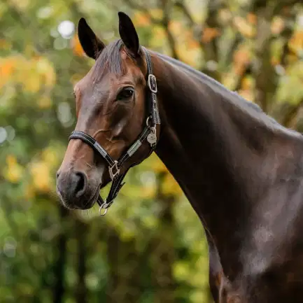 Horseware Signature Field Safe Grime 