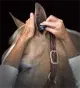 Plughz Oordoppen