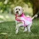 Witney Pink