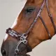 Dyon Hackamore trense US Collection