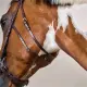 Dyon Hackamore trense US Collection