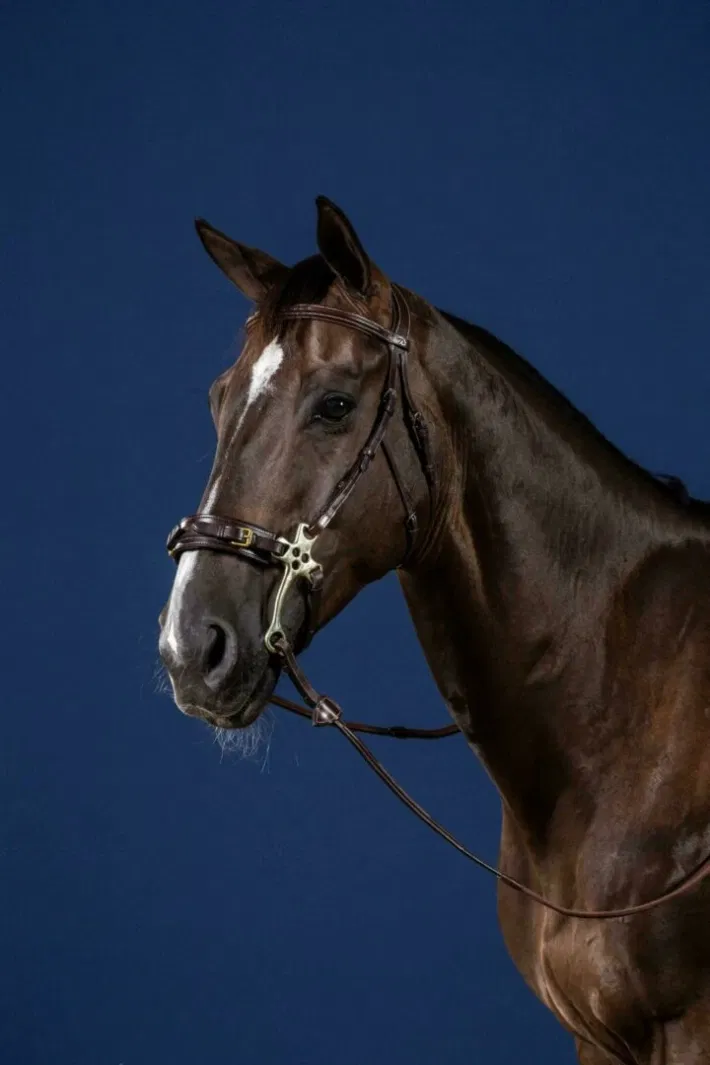 Dyon Hackamore hoofdstel US Collection