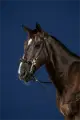 Dyon Hackamore hoofdstel US Collection