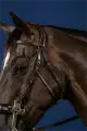 Dyon Hackamore hoofdstel US Collection