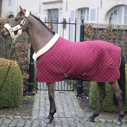 Kentucky Show deken 160 gram bordeaux