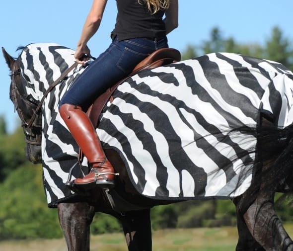 Bucas Buzz-Off Riding Zebra