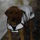 Weatherbeeta ComFiTec Reflective hondenjas Medium