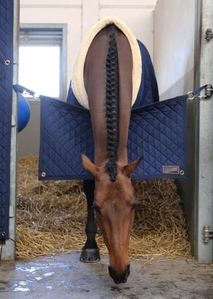 Kentucky Stable Guard